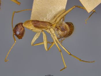 Media type: image;   Entomology 21468 Description: Specimen documentation photo of habitus dorsal viewfrom specimen MCZ:Ent:21468, captured on2025-06-13;  Aspect: habitus dorsal view